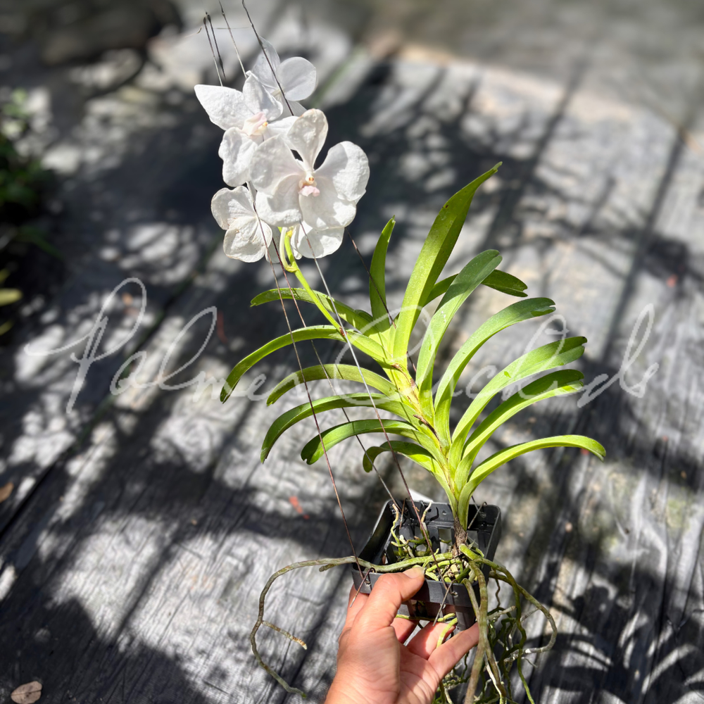 ビカクシダ バンナA P.Banna#A 子株 P.WhiteBanna#A ホワイトバンナOC